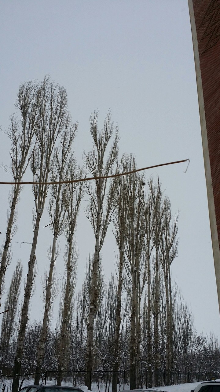 free tree