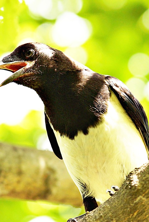 black, Magpie वॉलपेपर