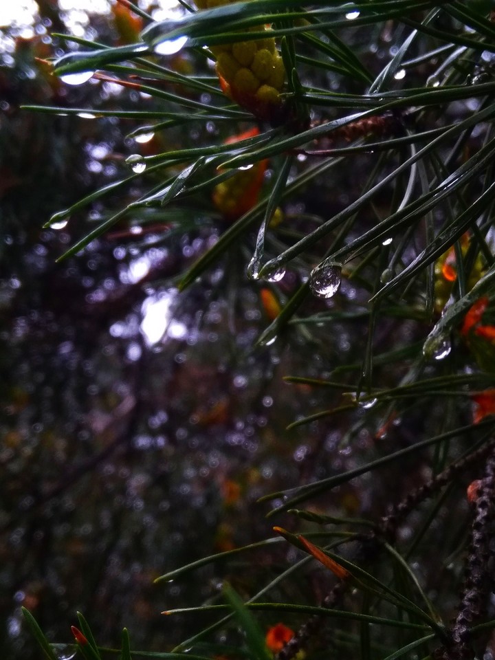 rain