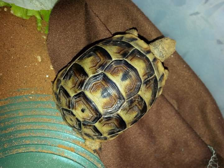 tortoise