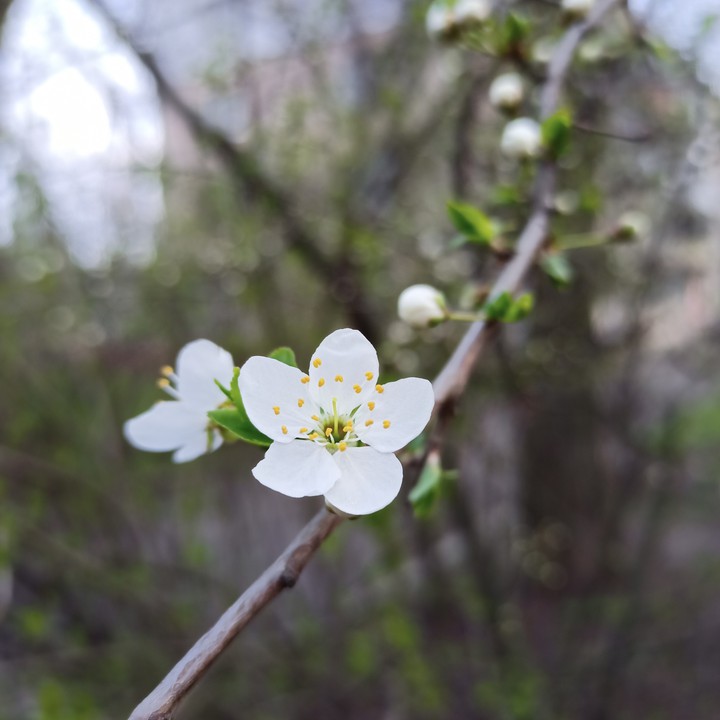 весна spring