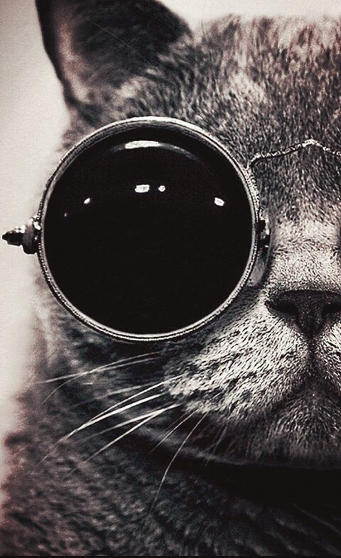 cat