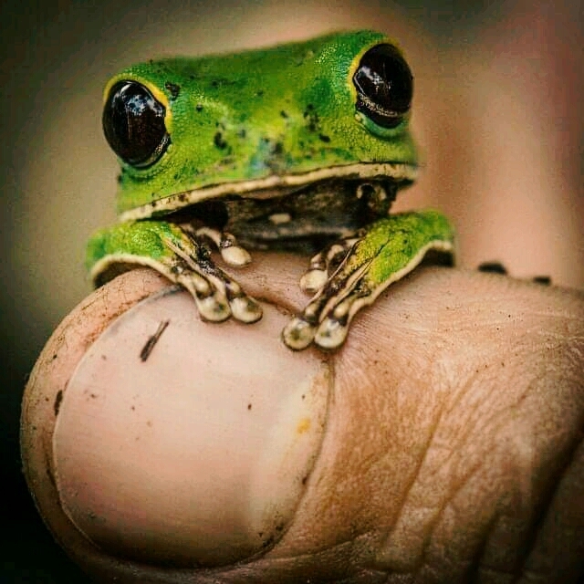 Hi