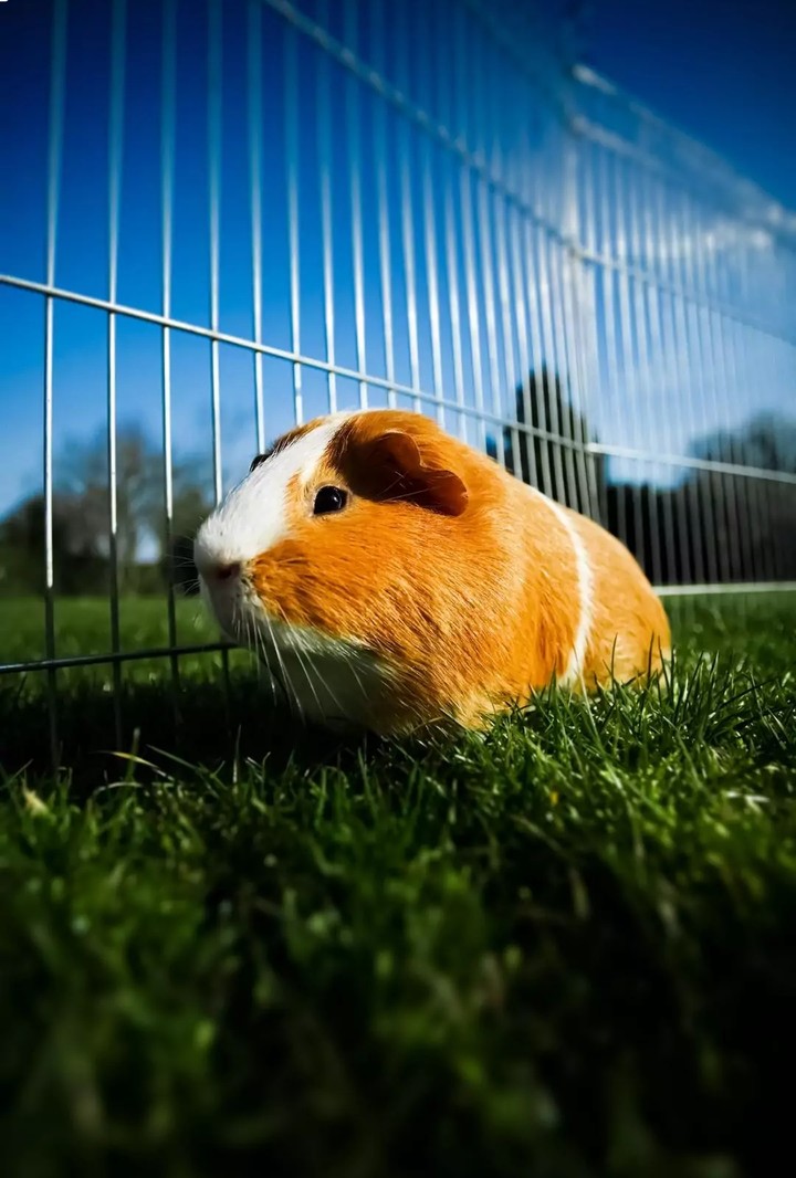 Guinea pig