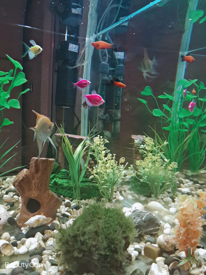 fish