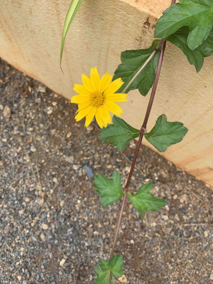 Chrysanthemum