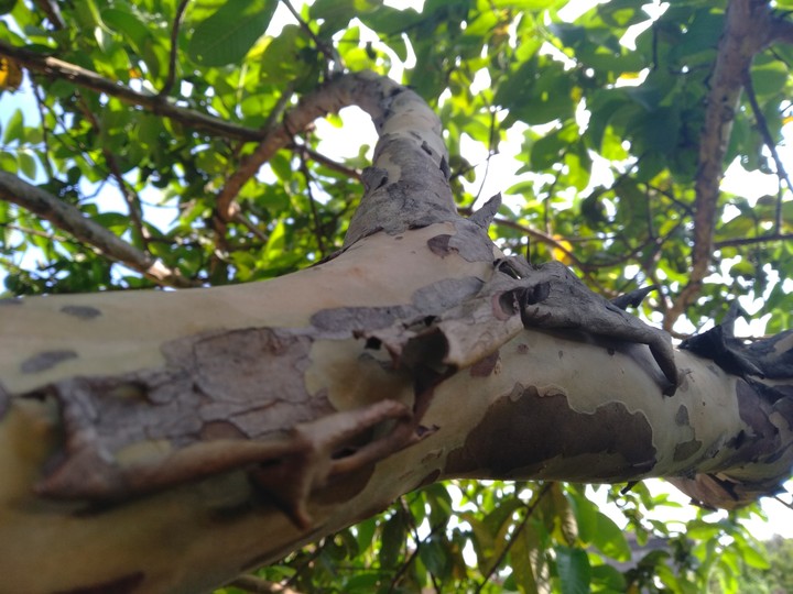 tree