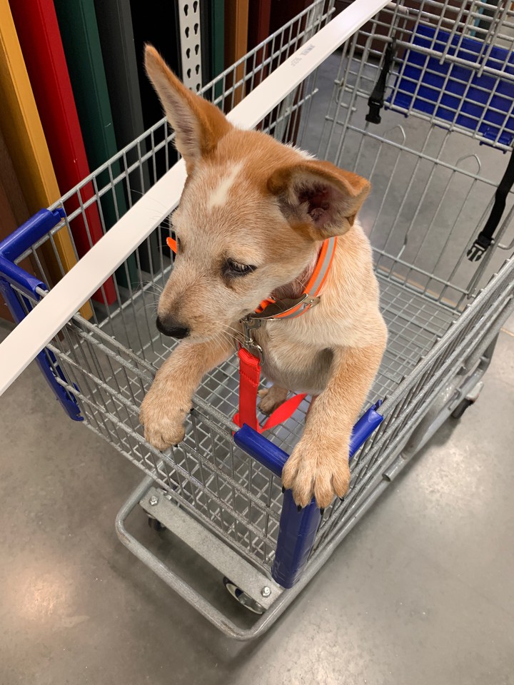 Red Heeler dog in Lowe's cart!
