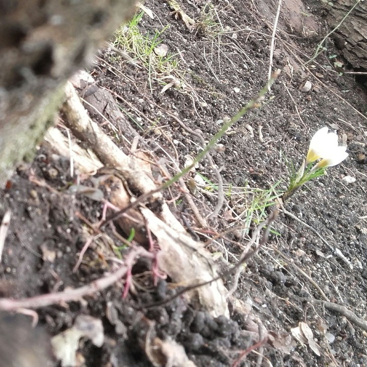 Spring os Coming 