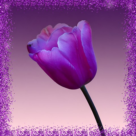 Tulipano viola
