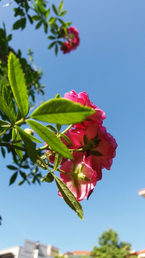 רקעים branch, flower