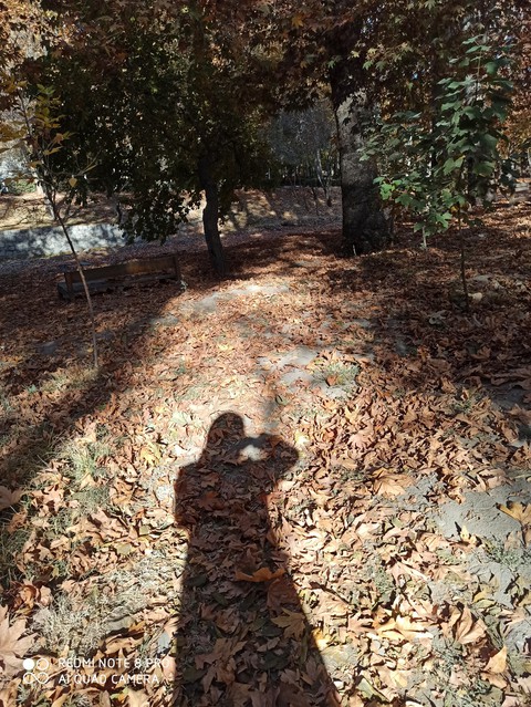 #fall