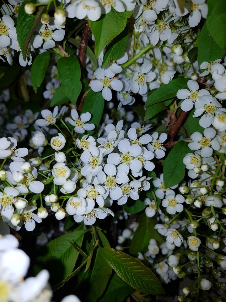 Bird-cherry