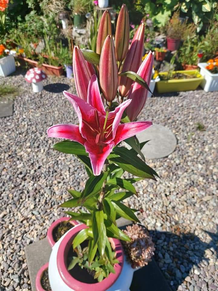 Bloom