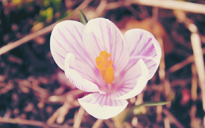 tender flower