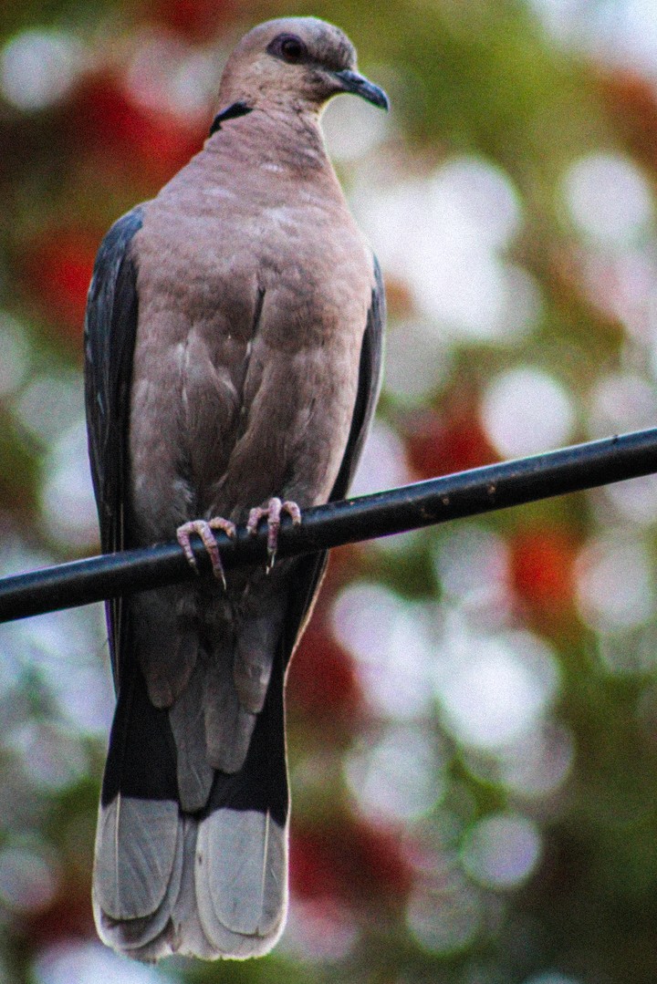 bird