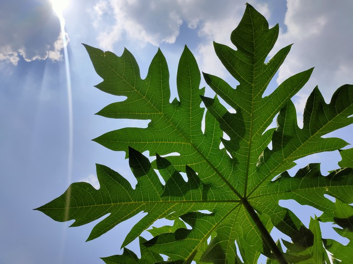 Papaya tree