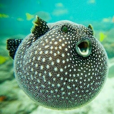 fish