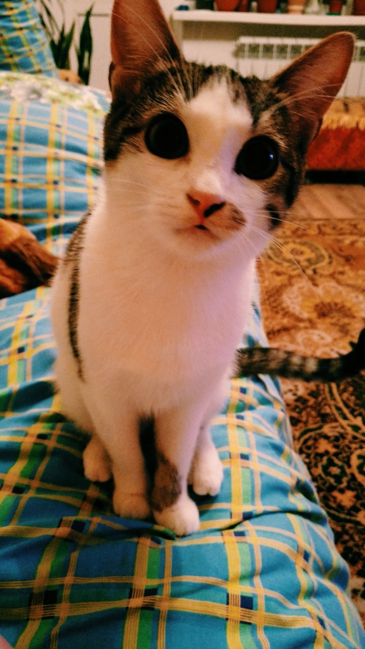злюка
