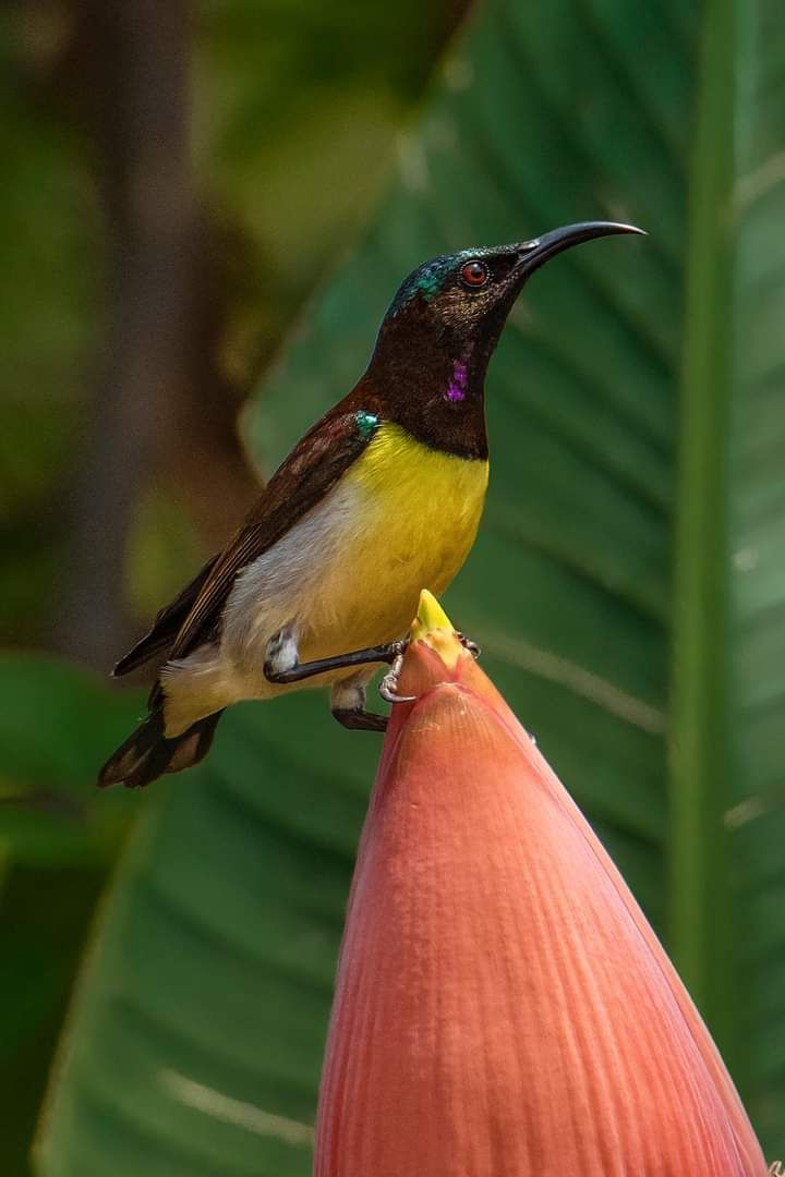 Bird