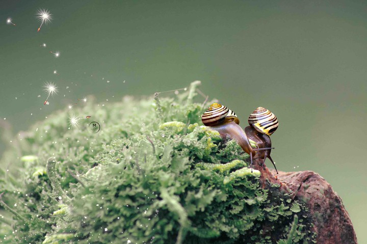 Green World