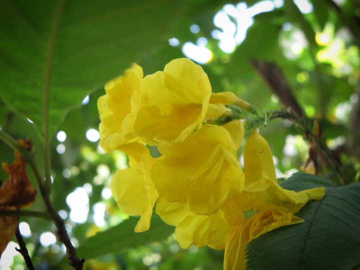 Yellow Cherry Flowers