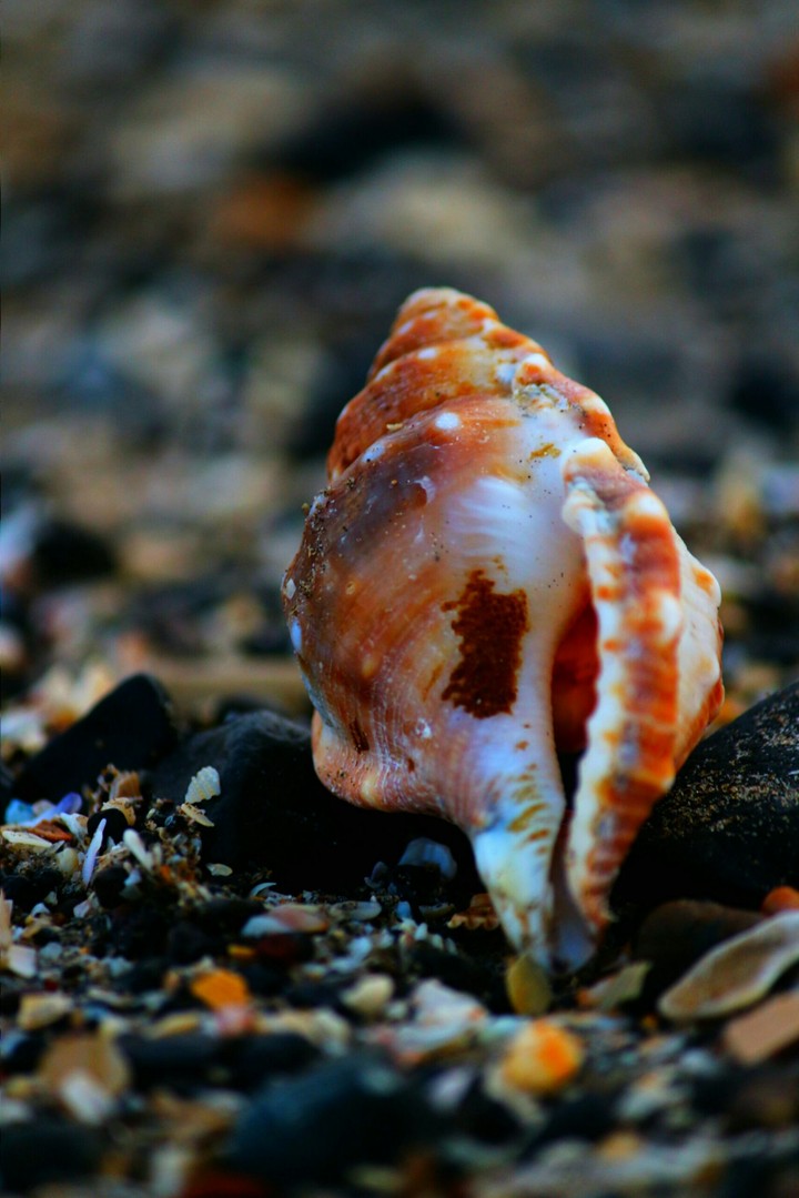 sea life