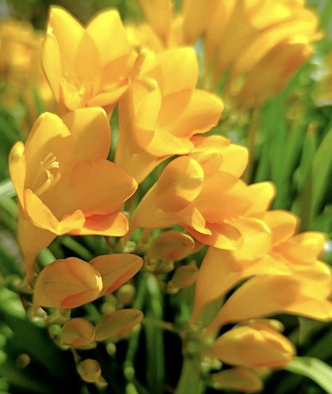 Crocus, flower桌布