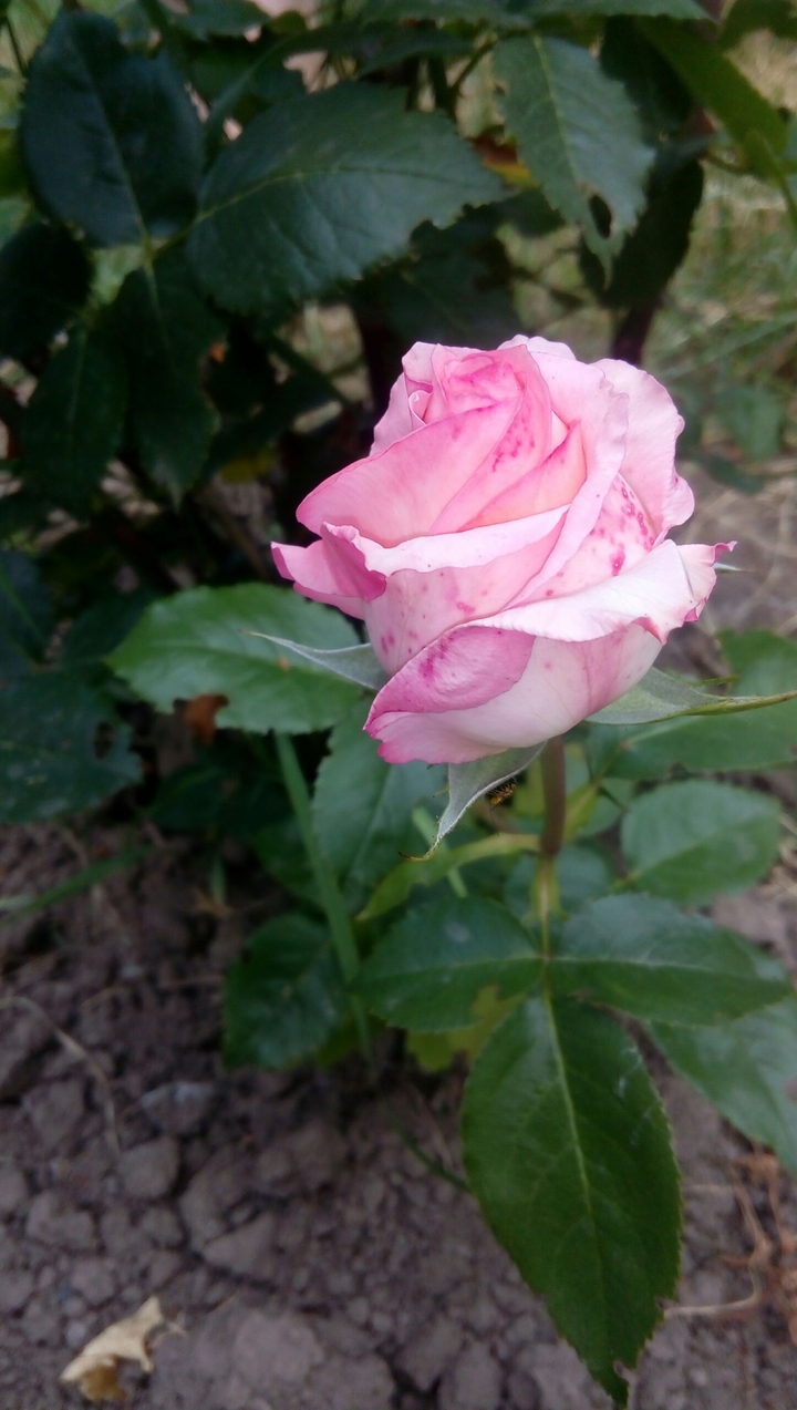 pink rose