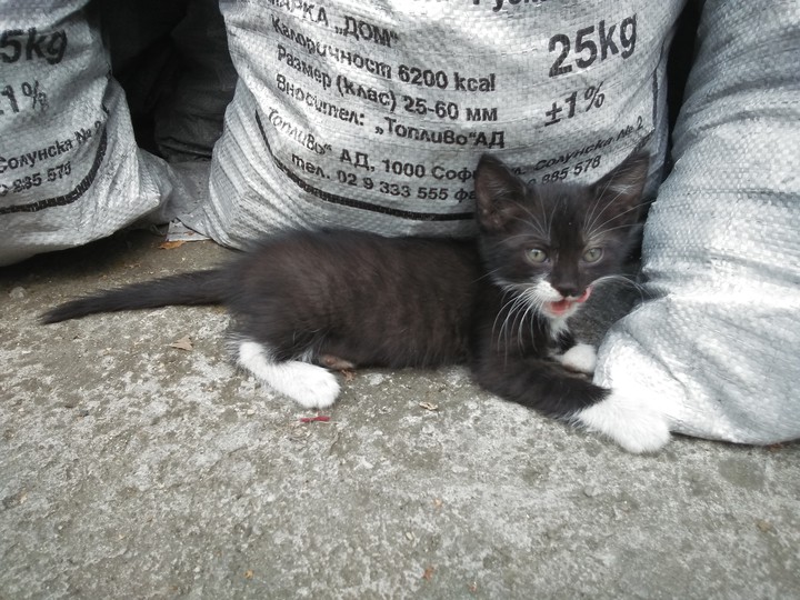 cat