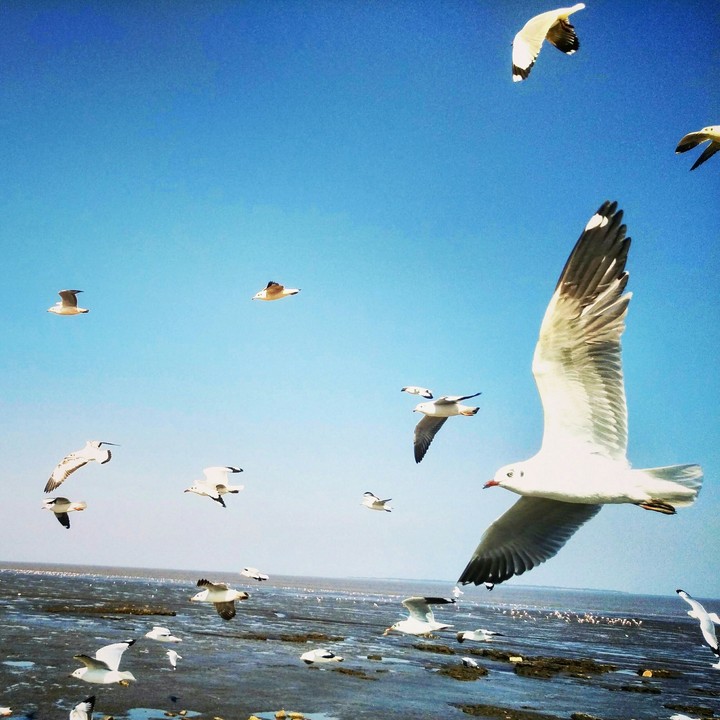bird