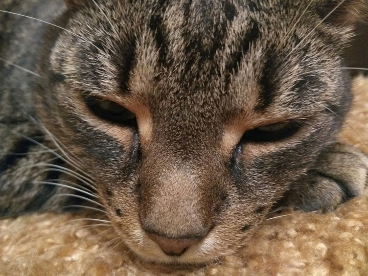 cat