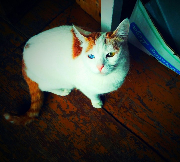 my cat