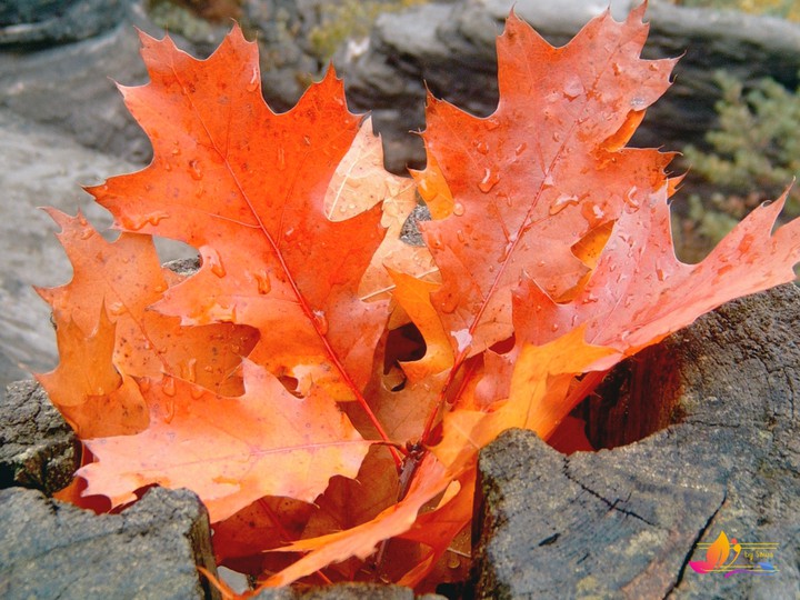 leaves