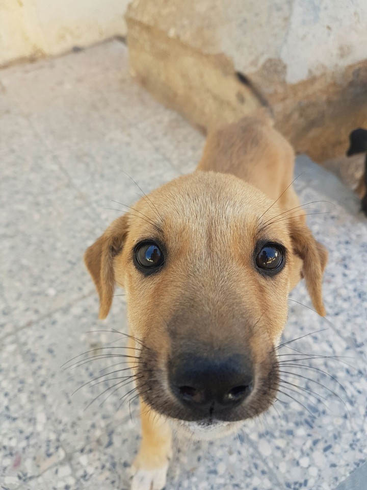 the lovely dog