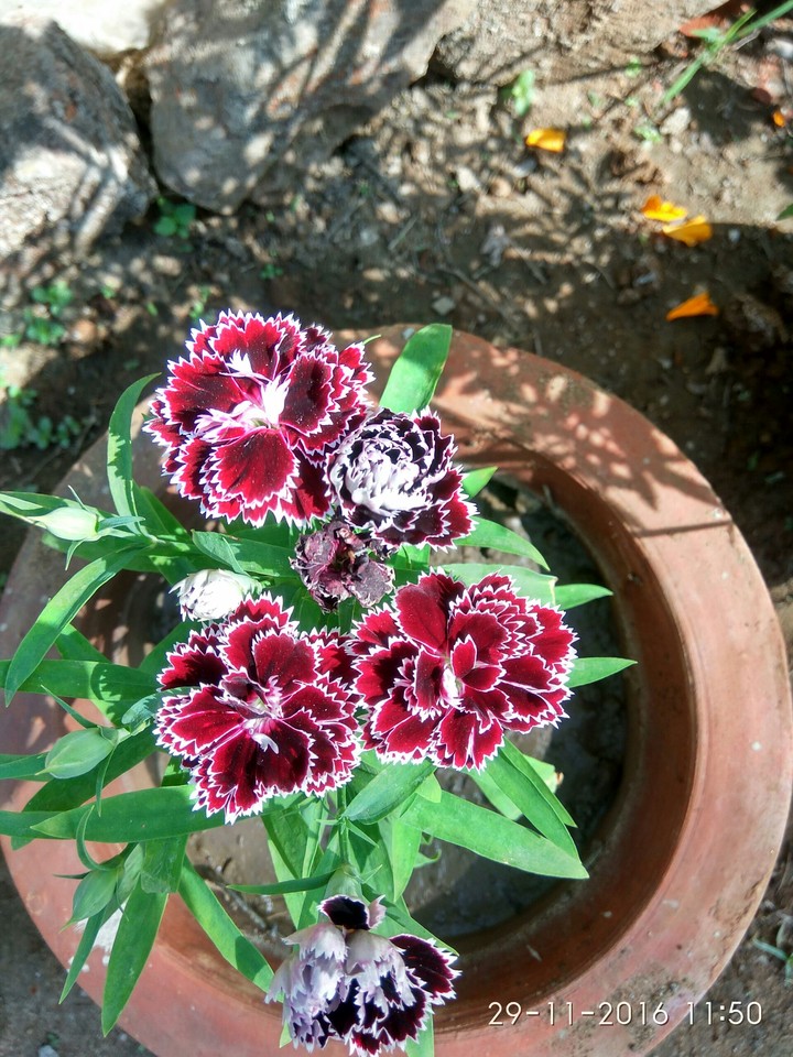 maroon flowers