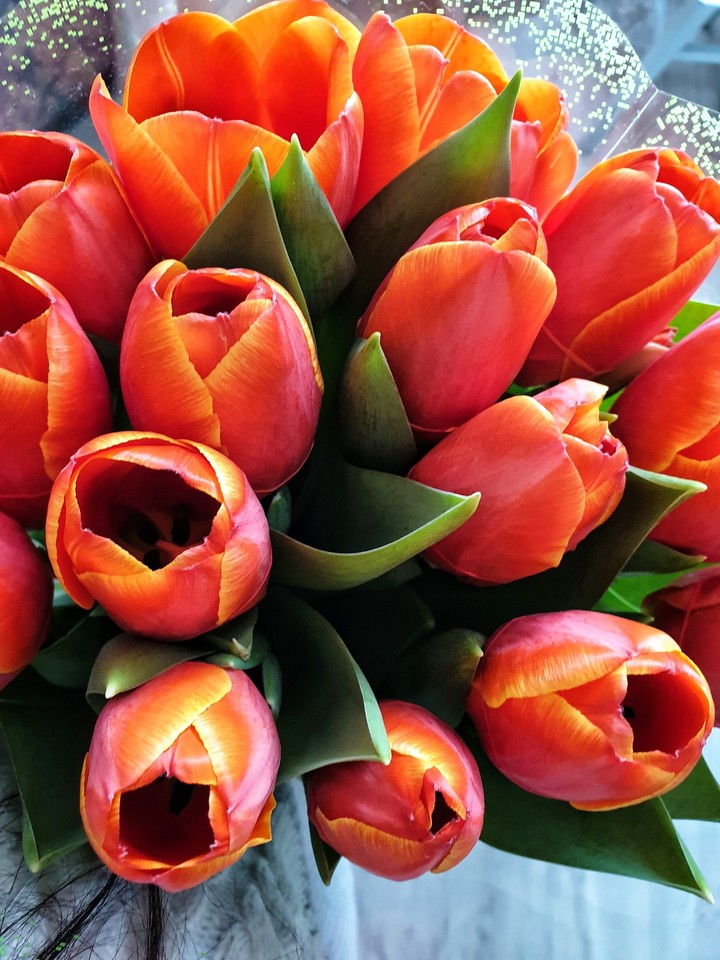 Tulips