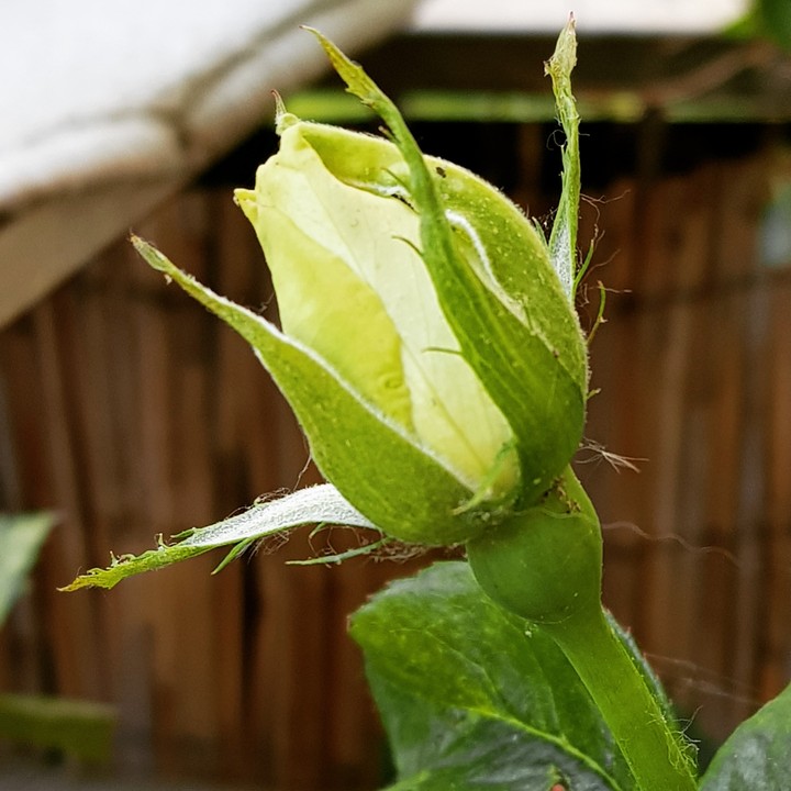 stolze Schönheit