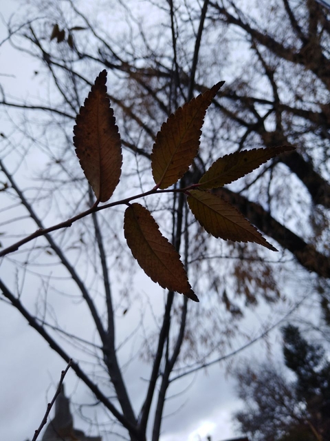 leaves