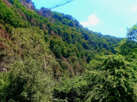 Forest in mountain