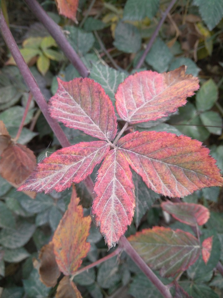 Beauty of autumn