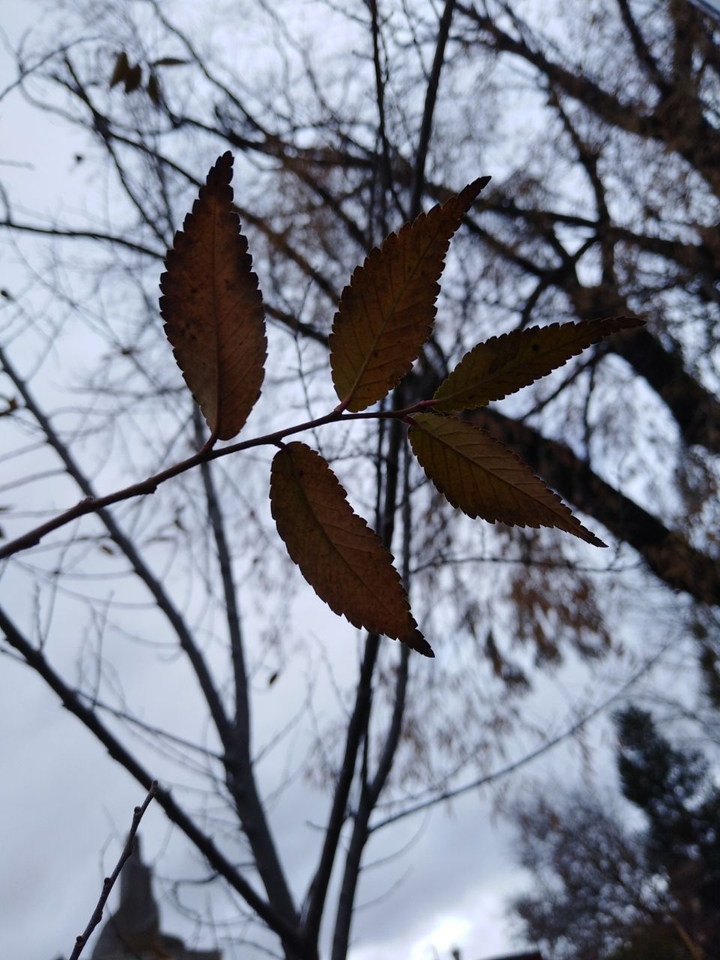 leaves