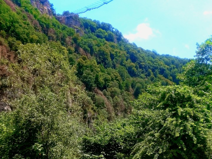 Forest in mountain