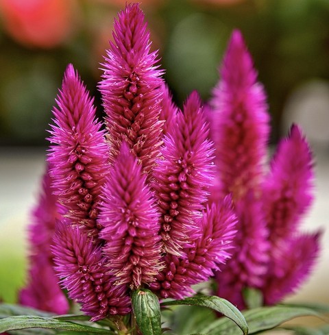 шпалери magenta, plant