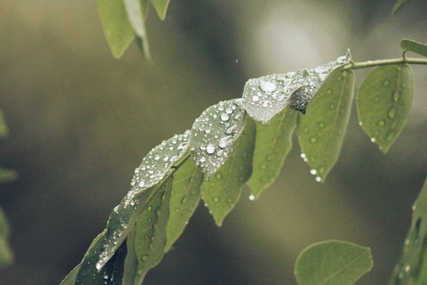 drops on the leaflet