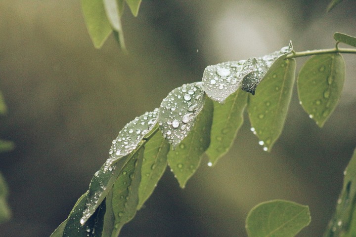 drops on the leaflet