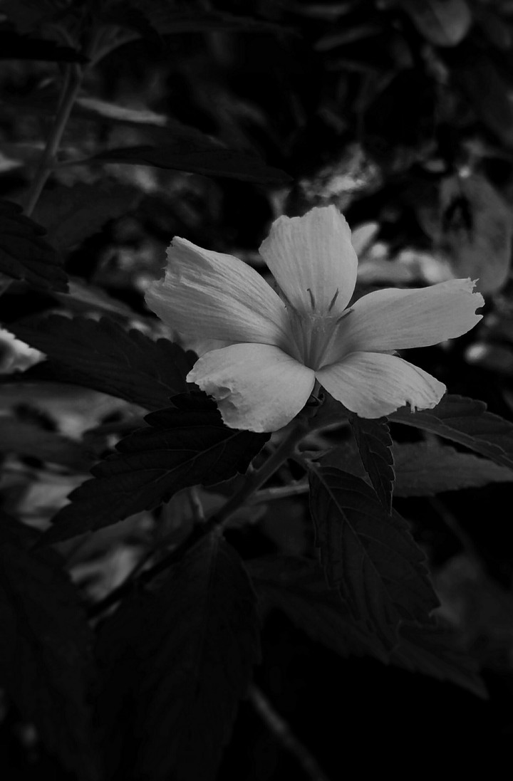 Monochrome Flower