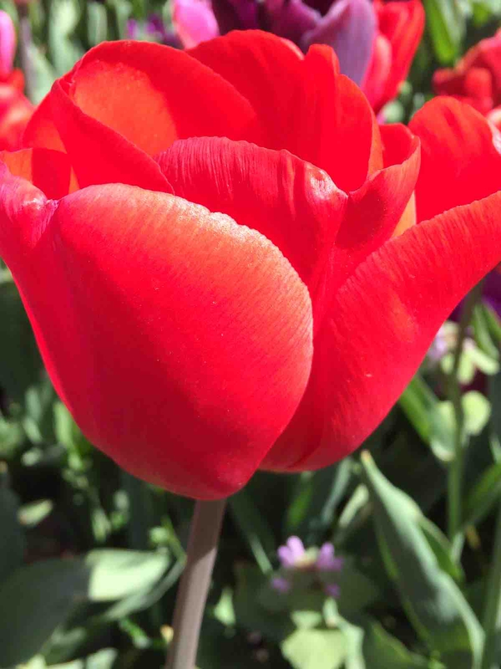 red