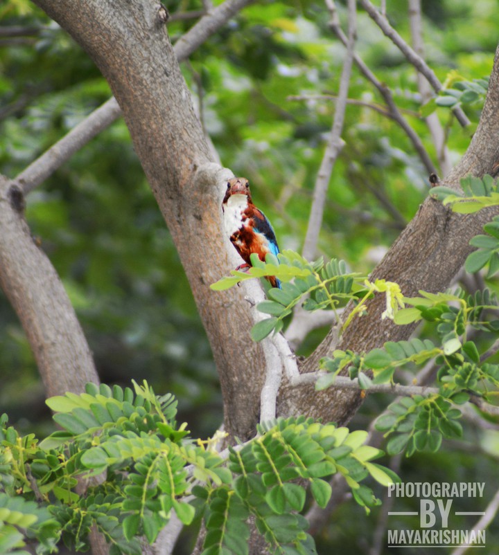 King Fisher