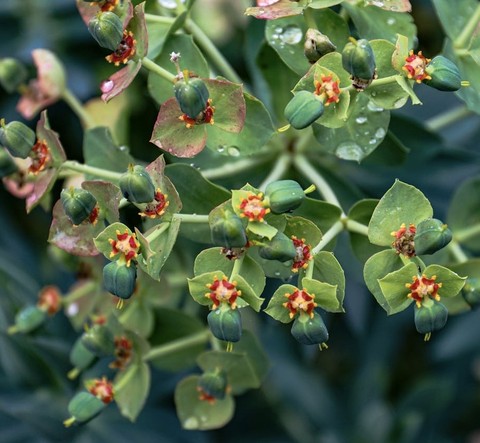 papéis de parede twig, plant